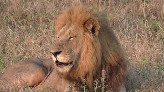 Ulusaba Lodge in 4K  Kruger Park  South Africa  Lion Sighting  10 September 2023 [upl. by Corron712]