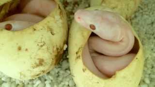 Snakes Hatching LIVE at Prehistoric Pets [upl. by Akahc354]