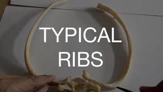 TYPICAL RIBS [upl. by Keverne]