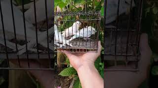 FRILLBACK HAGOROMO PARAKEETS READY TO REHOME 🏡🏡frillbackhago hagoromo birds youtubeshorts [upl. by Perrin]