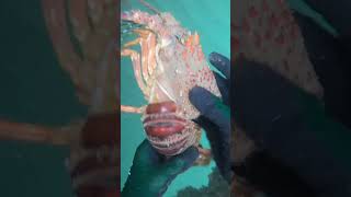 Poseidon PRANKED me Crayfish molt in South Africa diving adventure lobster [upl. by Ardni]