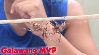 Derby Size Spider Fastest Kill Matalinong Gagamba Largest [upl. by Bailey999]