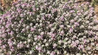 Poleo montano Teucrium polium [upl. by Malca832]