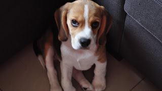 Beagle Puppy Growing Up [upl. by Kitrak429]