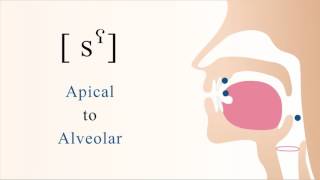 sˁ  unvoiced pharyngealized apical alveolar sibilant fricative [upl. by Yager]