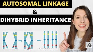 AUTOSOMAL LINKAGE and DIHYBRID INHERITANCE Alevel Biology inheritance genetic crosses and ratios [upl. by Wilmott163]