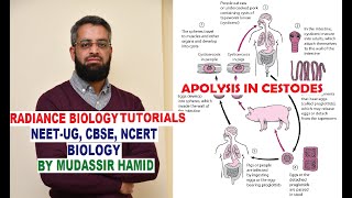 Apolysis in Cestodes Tape worms [upl. by Cherri]