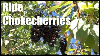 Chokecherry Prunus virginiana Ripe Fruits  Ninja Gardening  Episode 50 [upl. by Fawnia]