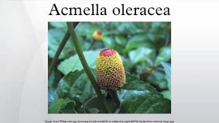 Acmella oleracea [upl. by Elissa547]