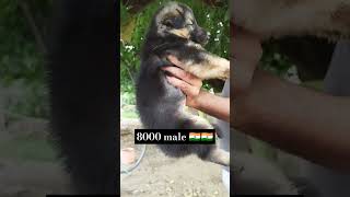 jaraman me puppy Available 8000 only offer🇮🇳🇮🇳dogbreed subscribe my chainal 🙏dogbreed [upl. by Aleunam]