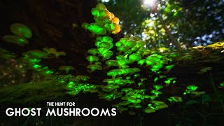 The Hunt for Ghost Mushrooms Bioluminescent Fungi [upl. by Schnapp90]