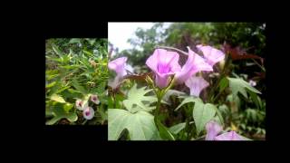 Do You Know Sweet Potato Tree Flower Fruit and Seed [upl. by Ally]