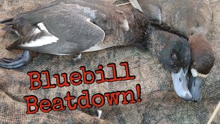 Green Bay Bluebill Beatdown [upl. by Zechariah]