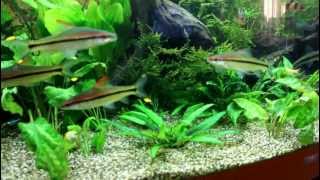 Juwel Vision 450 Aquarium [upl. by Denn702]