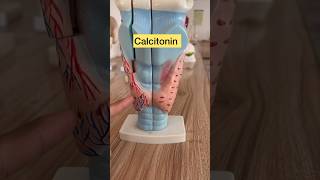 Parathyroid hormone amp Calcitonin short draqilshah viralvideos doctor viral shortsvideo youtube [upl. by Zelde]