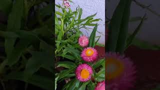 strawflower crysanthemum [upl. by Worthington248]