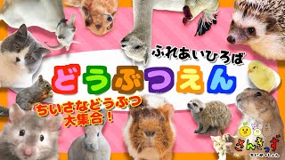 動物園へ行こう！２ ちいさな どうぶつ 大集合♪ふれあい広場にいる動物たちを見てみよう☆犬 猫 ミーアキャット アルパカ モルモット zoo animals [upl. by Mcnamara]