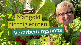 Mangold richtig ernten vom Frühjahr bis zum Winter genießen Verarbeitungstipps BlattStielmangold [upl. by Notelrac]