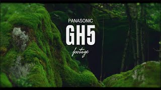 Panasonic LUMIX GH5 footage 2024 forest 4K [upl. by Anaihsat895]