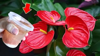 Just 1 Cup Weak Anthurium Grows 1001 Roots And Flower Branches In Just 1 Night [upl. by Ahsemot]