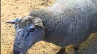 Sheep with head tremor 955kb sheepheadtremorwmv [upl. by Ekralc]