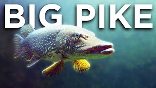 5 Ways To Catch BIGGER Pike [upl. by Ellynad]