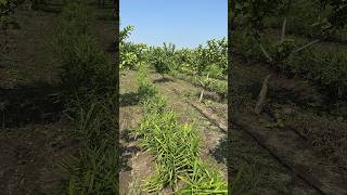 Synergy in Agriculture Intercropping Ginger amp Guava for Sustainable Harvest ytshorts farming [upl. by Eolande]