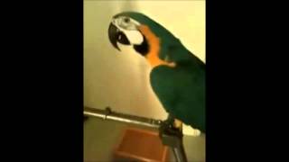 WTF Parrot [upl. by Feucht]