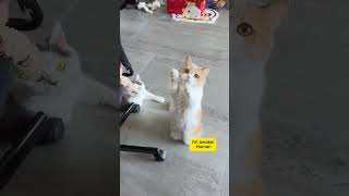 Funny Cat Videos Wakes Up and Demands Attention shorts viralvideo funny [upl. by Linkoski]