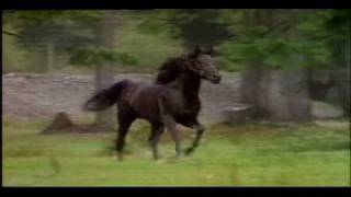 The Black Stallion Returns 1983  Winning The Race Scene 1112  Movieclips [upl. by Neersin68]