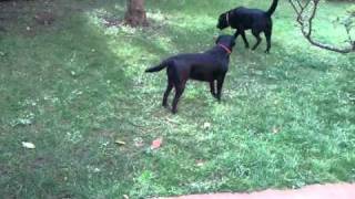 Perros Labradores Retriever Zor amp Claire de Scampy conociendose [upl. by Bagger]