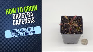 How To Grow Cape Sundew Drosera Capensis Grow Guide OLD [upl. by Eidoj]