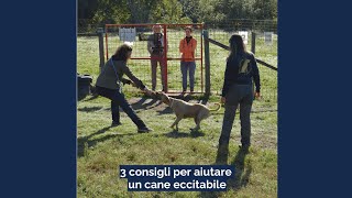 3 consigli per aiutare un cane eccitabile [upl. by Adnohr]