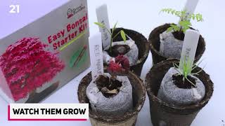 How To Grow Bonsai Tree From Seeds  2020 [upl. by Barbuto]