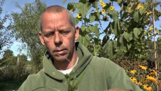 Pflanzen Vermehrung Teil 5 Sonnenhut Rudbeckia Gärtnertipp Instructions Stauden [upl. by Takashi]