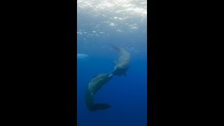 A sperm whale meetup in the Azores Portugal OceanXplorers [upl. by Ellitnahc928]