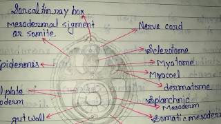 Formation of coelom in Amphioxus [upl. by Rudolf]