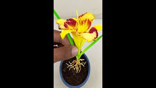 Grow hemerocallis daylily plant from hemerocallis daylily budsgardening garden reelsvideoシ [upl. by Prisilla]