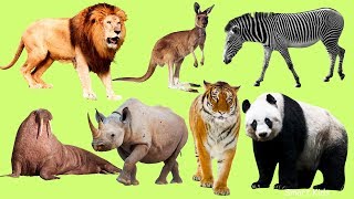 Los animales para niños  Animales del mundo El Sonido de los AnimalesAprender animales en Español [upl. by Beauchamp556]