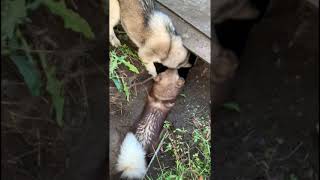 Alaskan Malamutes Natural Tunnel Engineers diggingdogs alaskanmalamutes malamutelovers [upl. by Ofloda]