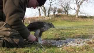 Rabbit Hawking With Finnish Goshawks [upl. by Colly]