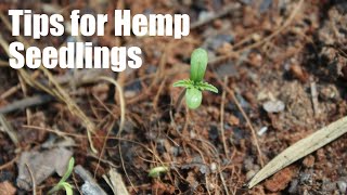 Tips for Hemp Seedling Stage [upl. by Ollayos]