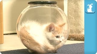 Kitten Cant Get Out Of Fishbowl  Kitten Love [upl. by Judenberg]