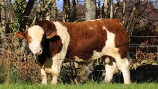 Portroyal Simmentals welcomes new Stockbull [upl. by Nelon]