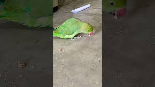 Talking parrot 🦜🦜 parrot talkingparrot birds [upl. by Lledal]