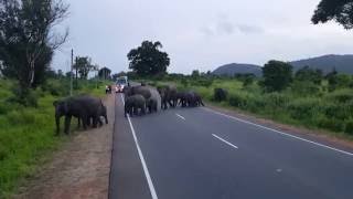 Wild elephants crossing a road in Habarana Sri Lanka [upl. by Salomo]