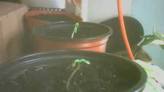 Marijuana Time Lapse Day 1 Week 1 Seedlings [upl. by Gwyneth157]