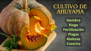 CULTIVO DE AHUYAMA Calabaza Zapallo Ayote [upl. by Ahsoym]