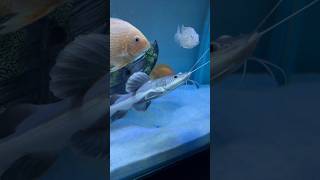 Redtail catfish🐠 redtailcatfish catfish monsterfish fishtank fish aquarium ytshorts shorts [upl. by Aleek]