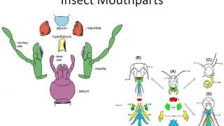 An Introduction to Arthropods  Presentation 4 Entognatha Apterygota and Paleoptera [upl. by Quackenbush237]